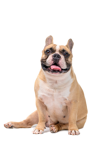 cute French bulldog isolated on white background. pet and animal concept