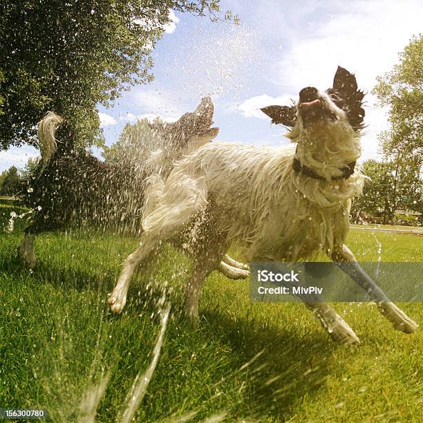 Hunde Spielen In Der Sprinkleranlage Stockfoto und mehr Bilder von Hund - Hund, Sprinkler, Sommer