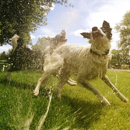 Happy looking dogs playing in water on a hot summer day