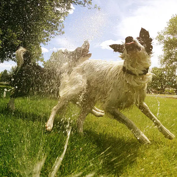 Happy looking dogs playing in water on a hot summer day