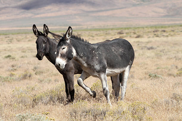 Wild les Burros - Photo