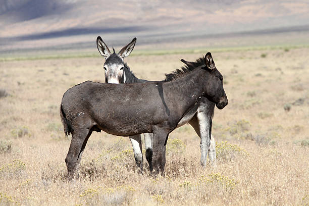 Cтоковое фото Дикая Burros