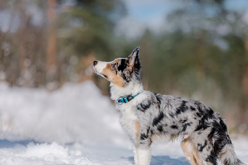 Playful Border Collie Puppy Exploring the Winter Outdoors with Enthusiasm and Curiosity.