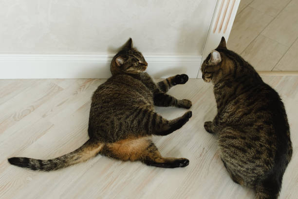 Two cats are fighting on the floor to the apartment stock photo