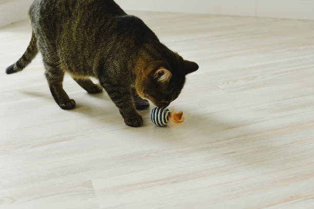 istock Cat has fun playing ball in the apartment 1563019613