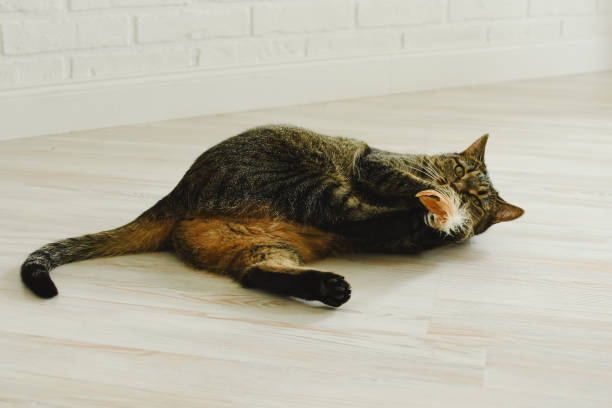 istock Cat has fun playing ball in the apartment 1563019619