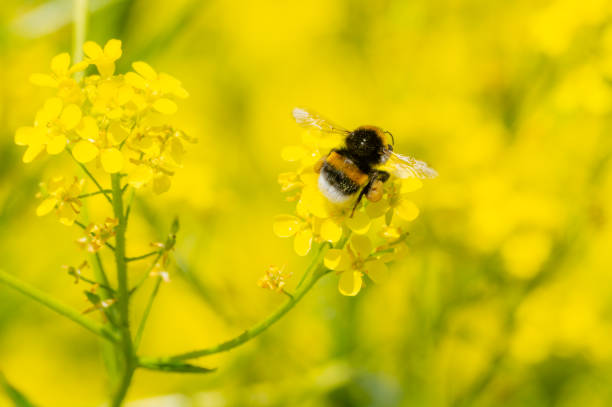 istock Bumblebee on a yellow flower 1563027297
