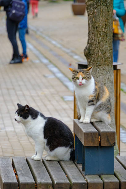 istock Two cats are sitting on a park bench. 1563030674