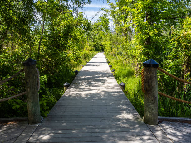 A walking path through the marsh at Theodor Roosevelt Island, in the Potomac River in Washington D.C., USA