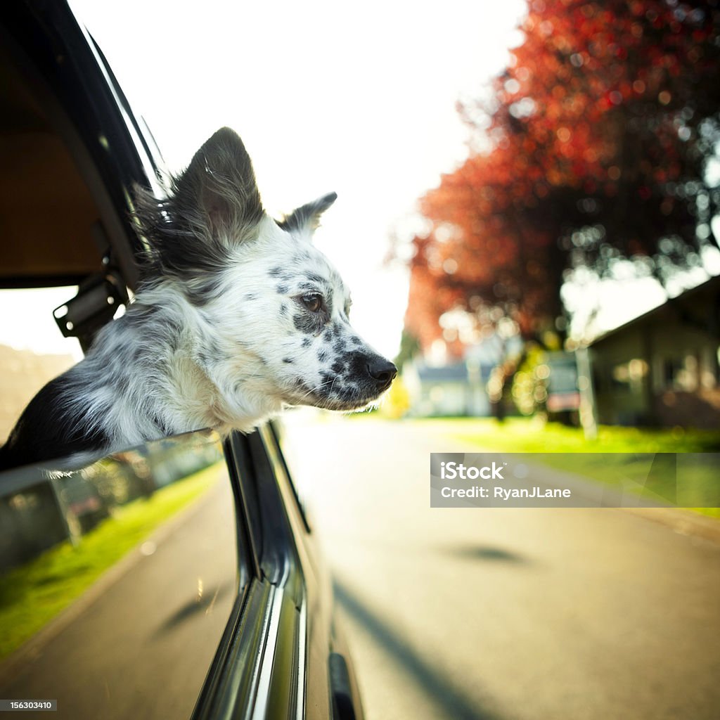 Carino Border Collie Mix cane in auto - Foto stock royalty-free di Automobile