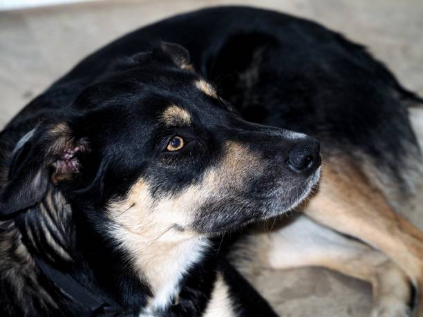 istock Male border collie 1563041968