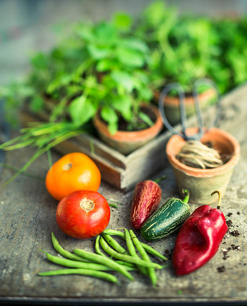 verduras y hierbas - vin01 fotografías e imágenes de stock