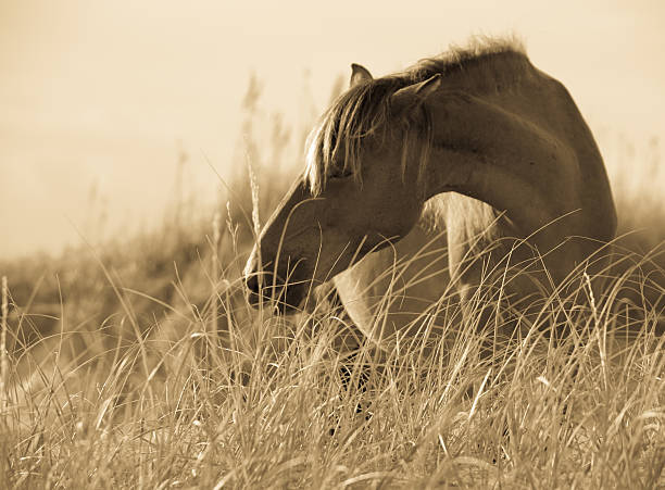 istock Wild Horse on the beach 156306061