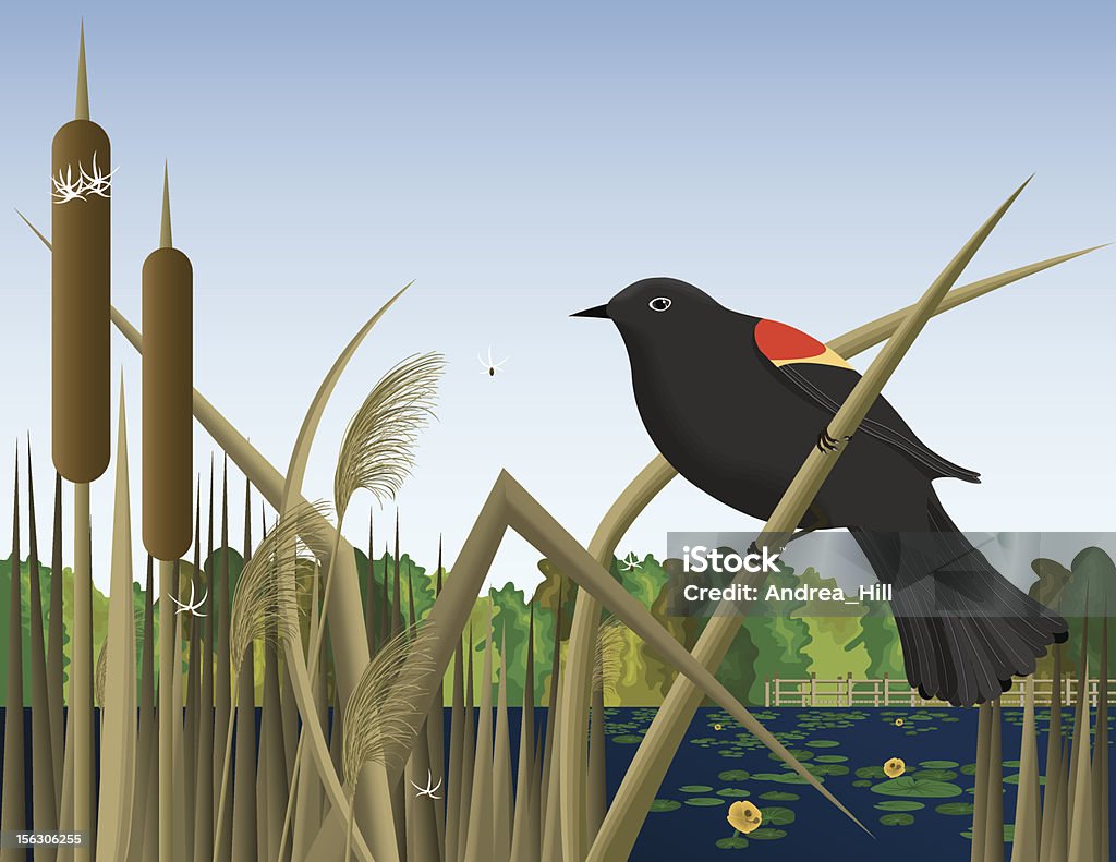 Red Wing Black Bird Perched on Reed in Wetland Marsh An illustration of a marsh with a Red-Wing Black Bird perched on a reed. Swamp stock vector