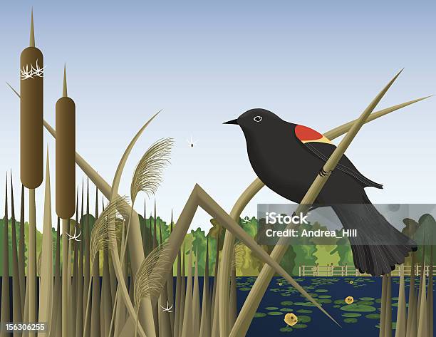 Red Wing Black Bird Perched On Reed In Wetland Marsh Stock Illustration - Download Image Now