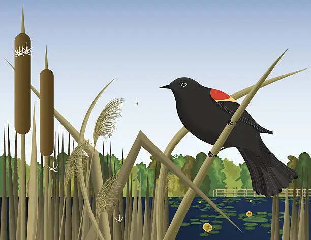 Vector illustration of Red Wing Black Bird Perched on Reed in Wetland Marsh