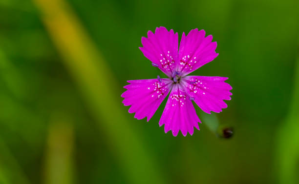Pink field carnation in macro lens, backgrounds textures, Pink field carnation in macro lens, backgrounds textures, macro photo pink flowering dogwood stock pictures, royalty-free photos & images