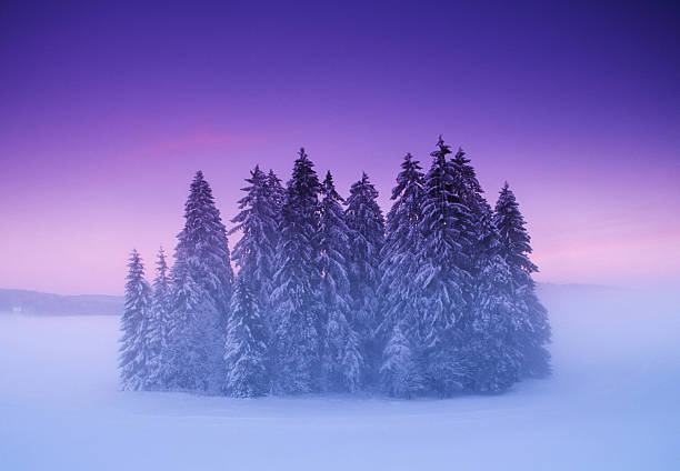 신비의 작은가 겨울맞이 임산 - snow loneliness tree remote 뉴스 사진 이미지