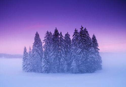 Mysterious winter forest at sunset