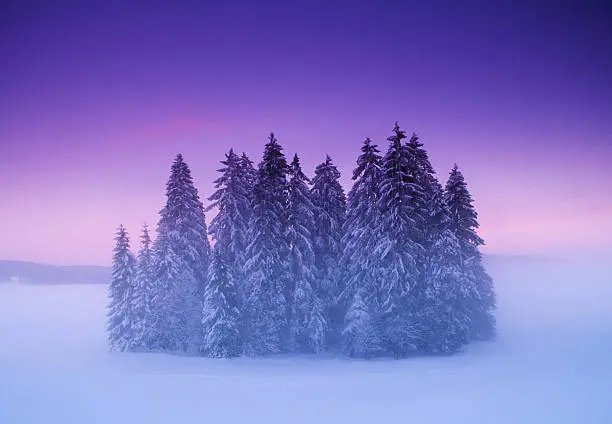 Photo of Mysterious small winter forest under dramatic sunset sky