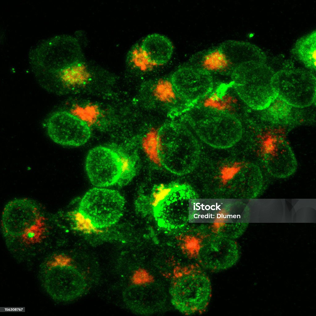 Immune Cells fighting infection The picture shows a group of white blood cells that have been activated upon the presence of a bacteria infection. The activation can be measured by the expression of molecules in their surfaces such as MHC class II  molecules, as shown here in green and the synthesis of other molecules such as cytokines shown in red, inside the cells, that allows these cells to interact with other white cells. Cytokine Stock Photo