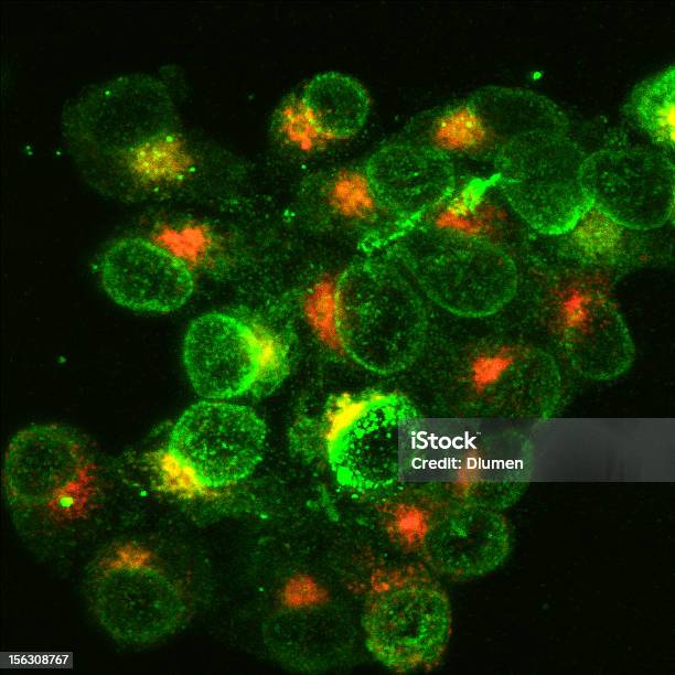 Immune Cells Fighting Infection Stock Photo - Download Image Now - Cytokine, Illness, Immunofluorescent Photomicrograph