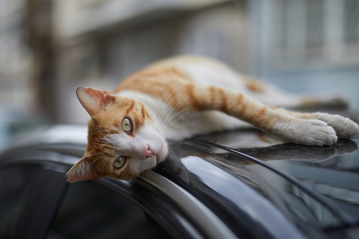 relaxing stray cat on street looking at camera