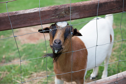 A brown and white goat peeks through a metal fence on a farm, looking directly at the camera.