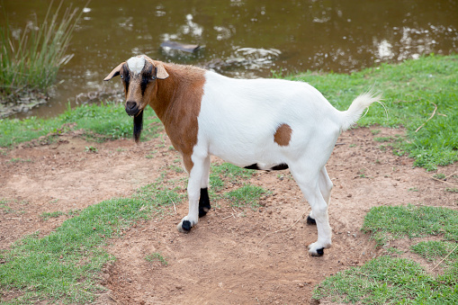 A brown and white goat, standing in a grassy field in front of a pond, looks directly at the camera.