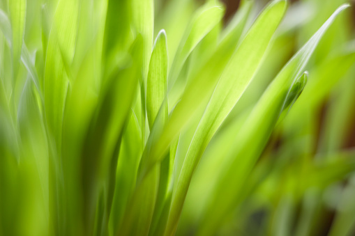 green grass plant leaf in extreme close up photos