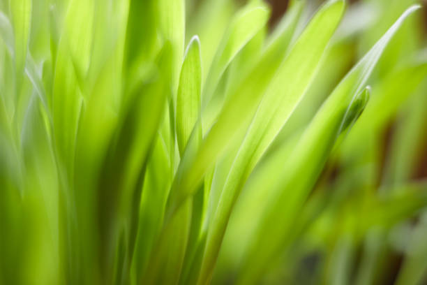 detalhes da grama do gato - leaf defocused dew focus on foreground - fotografias e filmes do acervo