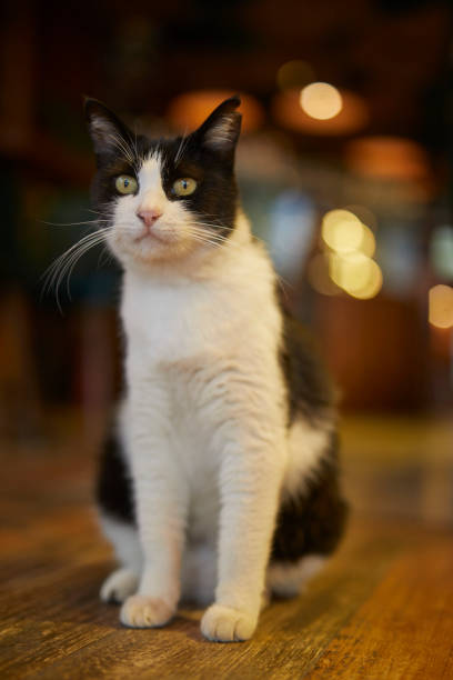 istock black and white color cat sitting in cafe 1563111193