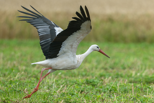 Beautiful white stork (Ciconia ciconia) starting to fly.