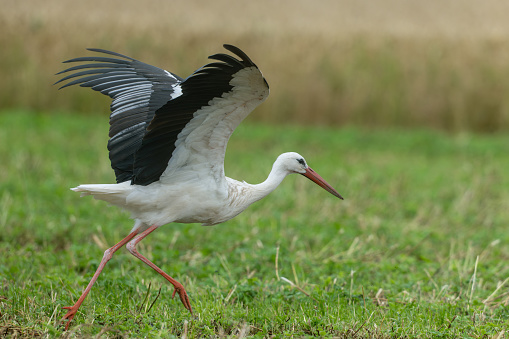the white stork (ciconia ciconia) in the nest feeds with its long beak, its little stork