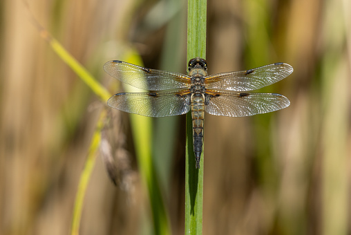 Libellula quadrimaculata, the four-spotted chaser resting on reed.