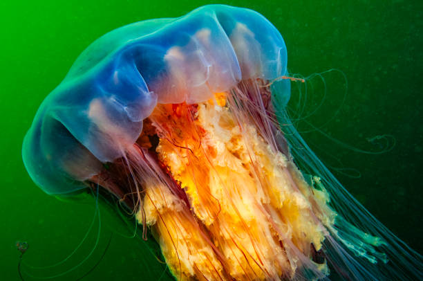 istock Lion's Mane jellyfish underwater 1563126601