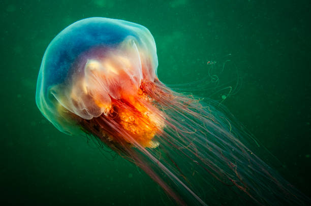 Lion's Mane jellyfish underwater