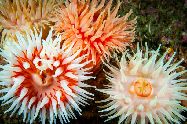istock Northern Red Anemones underwater 1563126648