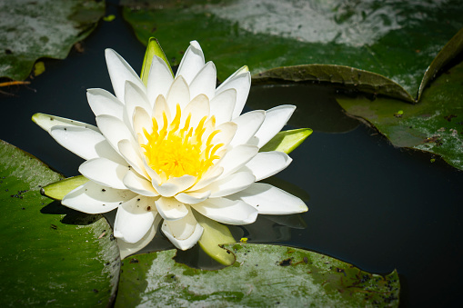American white water-lily along the shore of the St. Lawrence River.
