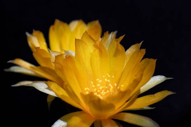 어둠 속의 어두운 물 속에있는 노란 꽃 - mysteriousness 뉴스 사진 이미지