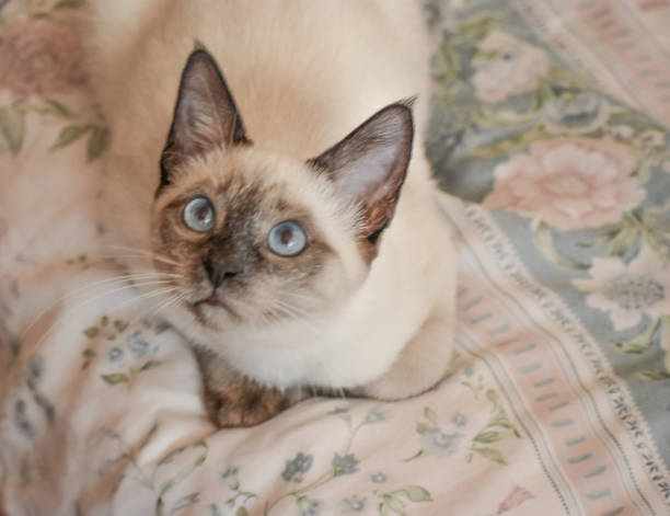 istock Blue Eyes Kitten on the Bed 1563133917