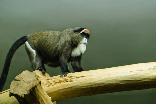 monkey on a tree branch in a zoo, horizontal orientation stock photo
