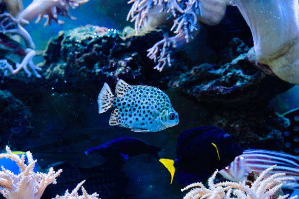 Marine life in the aquarium, fish and corals. stock photo