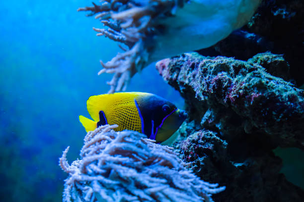 Underwater world, fish in the aquarium. Horizontal orientation. stock photo