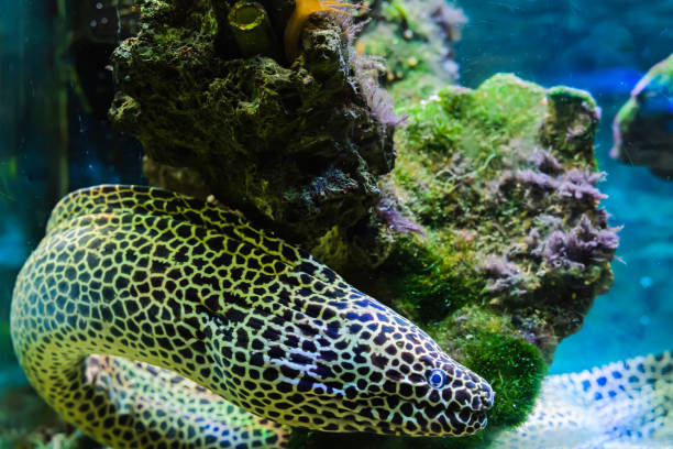 Beautiful fish, the underwater world of the sea in a small aquarium. stock photo