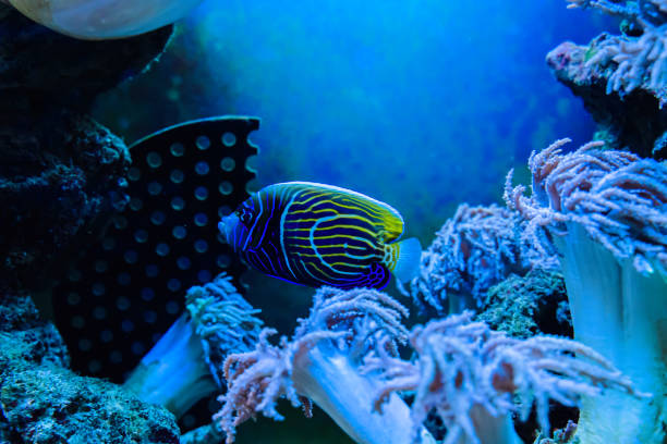 Marine life in the aquarium, fish and corals. stock photo