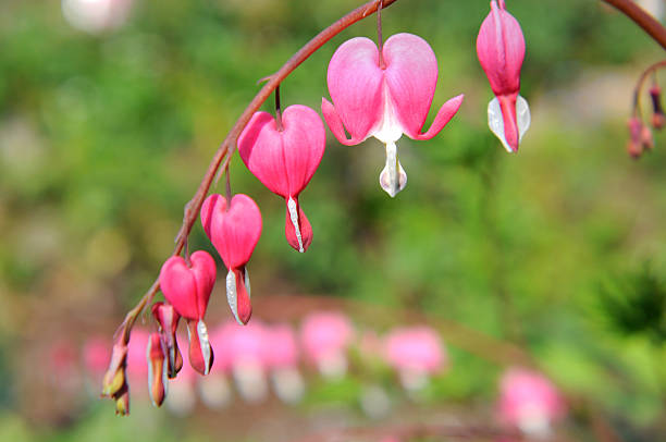 istock macro of bleeding heart 156314402