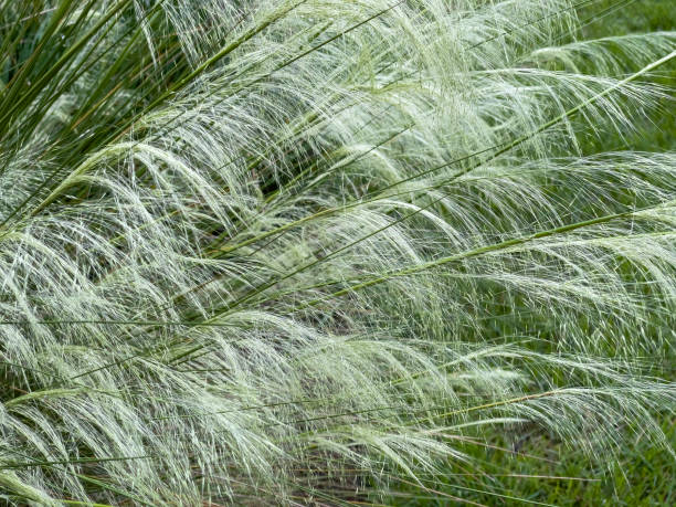 istock Closeup of ornamental grass (unidentified species) 1563153271