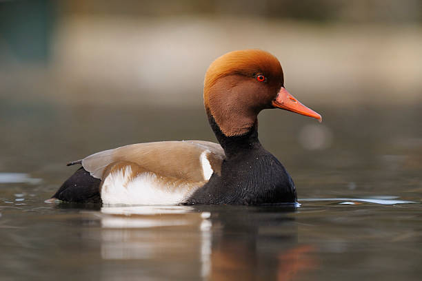 Netta rufina, Red-crested Pochard Side view of a Red-crested Pochard in water. netta rufina stock pictures, royalty-free photos & images