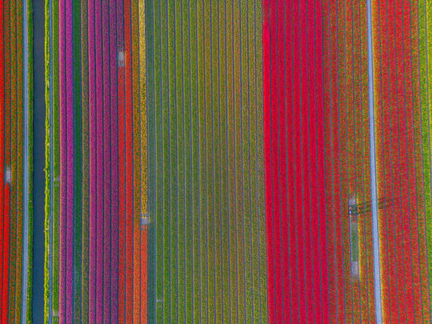 Beautiful flowerbeds in the Netherlands